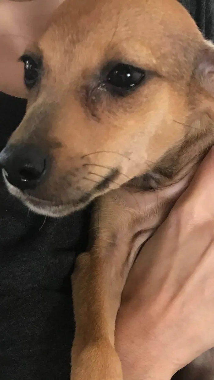 Cachorro ra a  idade 2 a 6 meses nome Os seis
