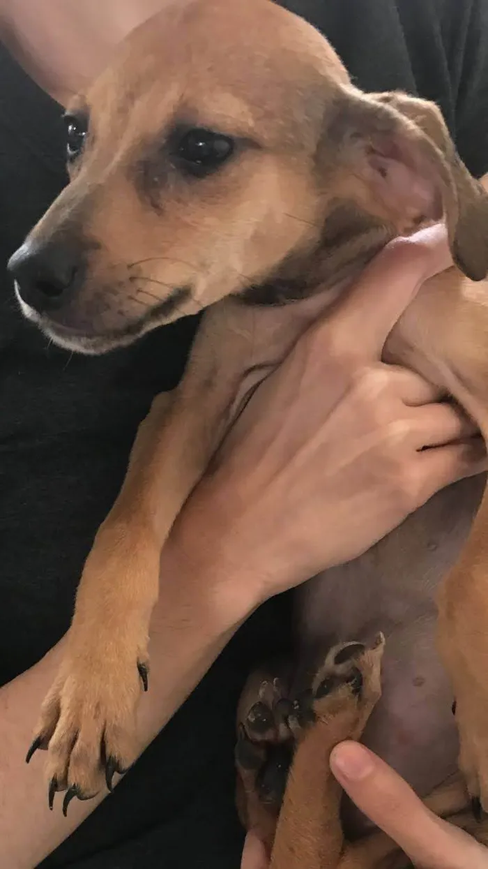 Cachorro ra a  idade 2 a 6 meses nome Os seis
