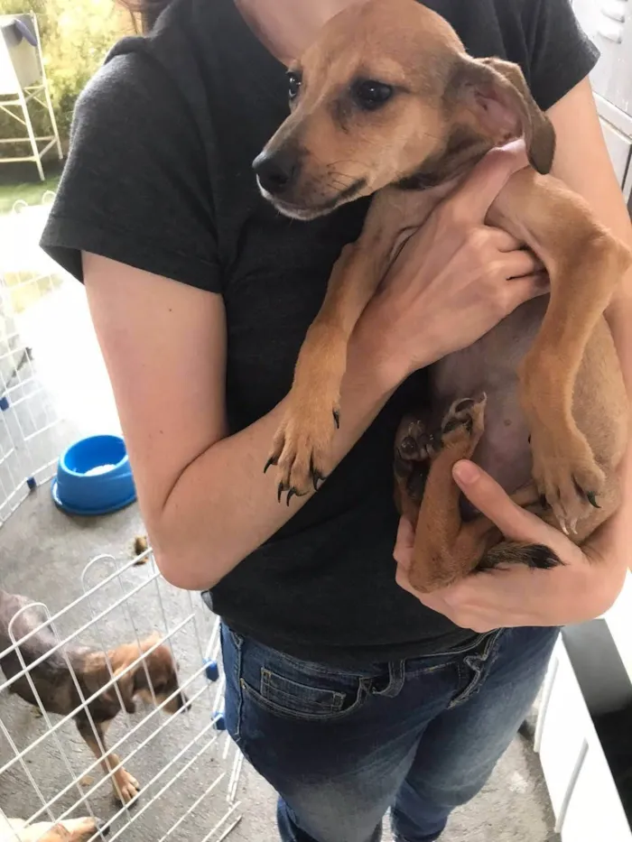 Cachorro ra a  idade 2 a 6 meses nome Os seis