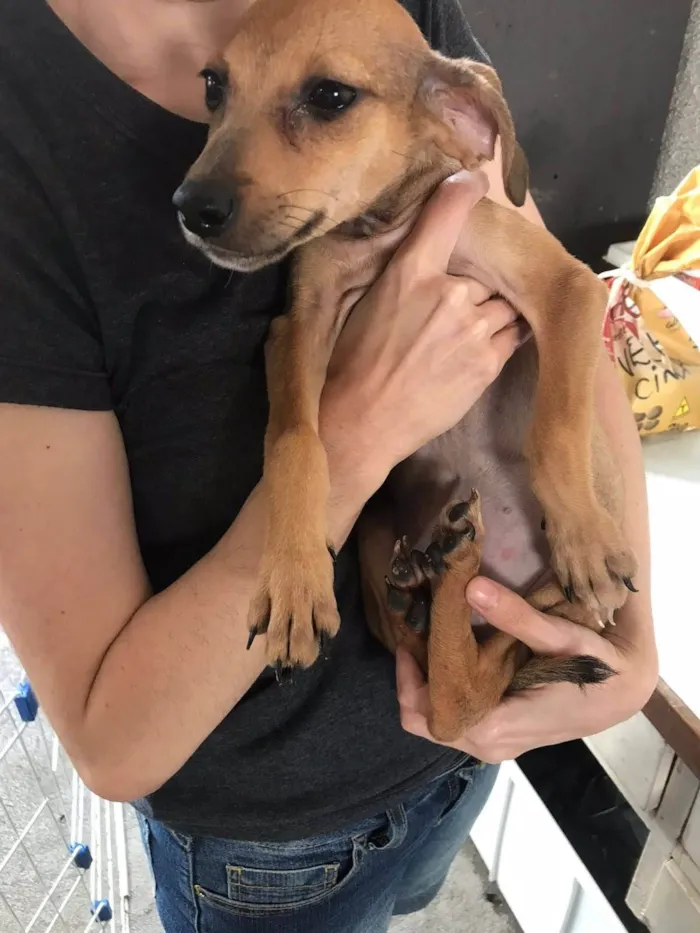 Cachorro ra a  idade 2 a 6 meses nome Os seis