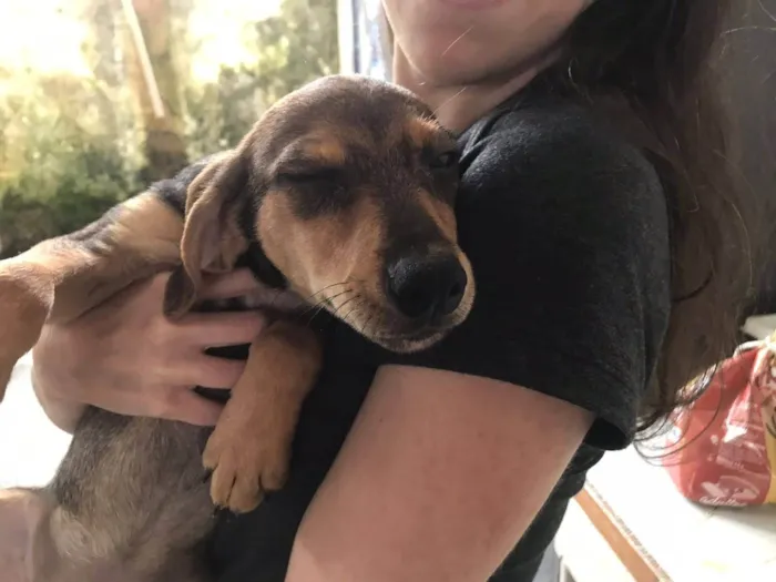 Cachorro ra a  idade 2 a 6 meses nome Os seis