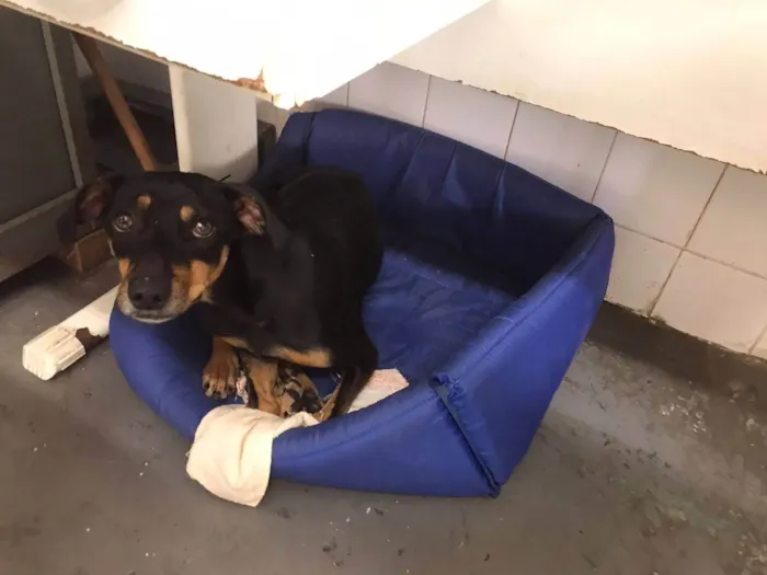 Cachorro ra a SRD-ViraLata idade 2 anos nome Rosilda 