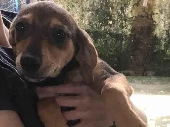 Cachorro ra a  idade 2 a 6 meses nome Os seis