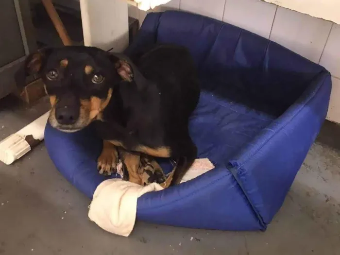Cachorro ra a SRD-ViraLata idade 2 anos nome Rosilda 