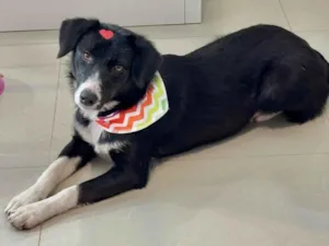 Cachorro raça SRD-ViraLata idade 7 a 11 meses nome Guriazinha