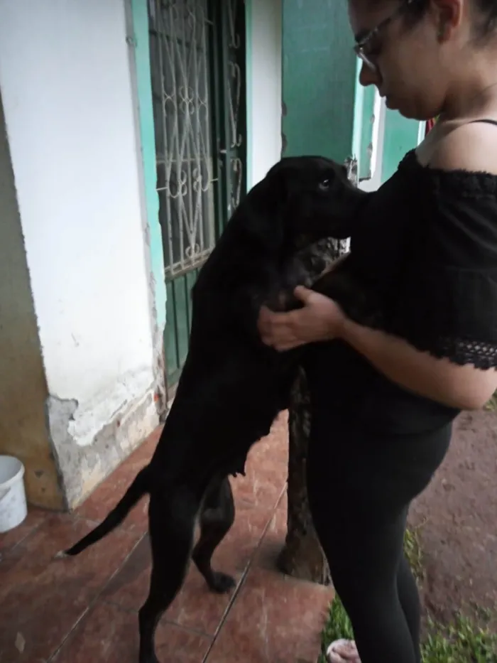 Cachorro ra a SRD-ViraLata idade 2 a 6 meses nome 5 irmaos ABANDONADOS