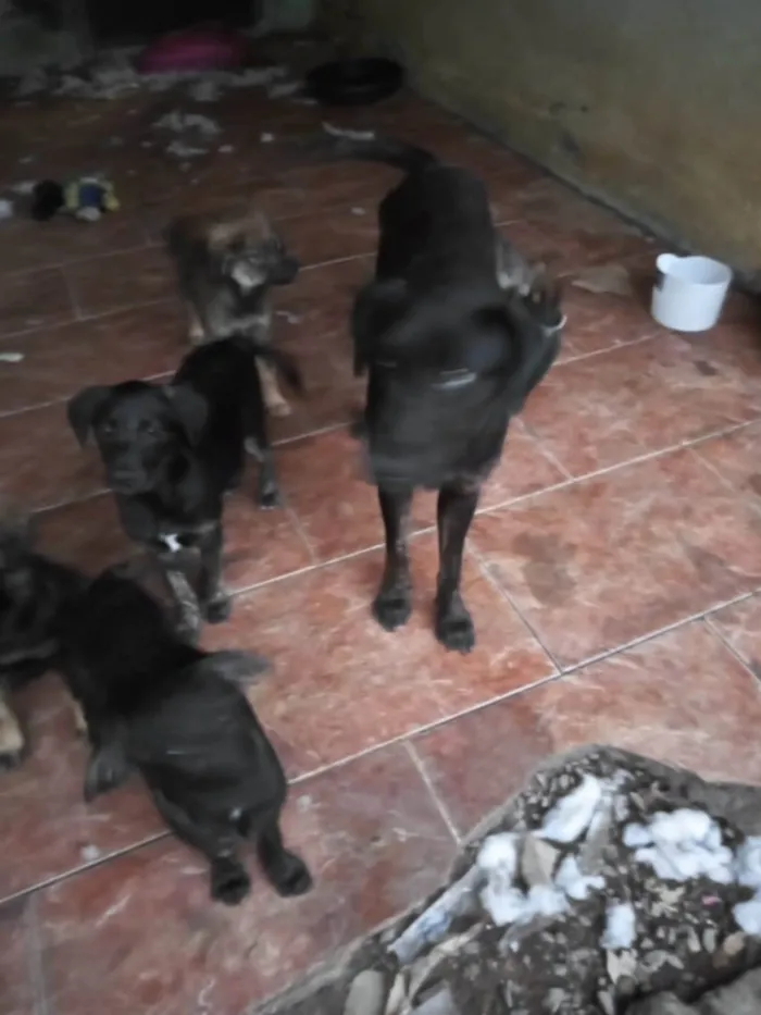 Cachorro ra a SRD-ViraLata idade 2 a 6 meses nome 5 irmaos ABANDONADOS