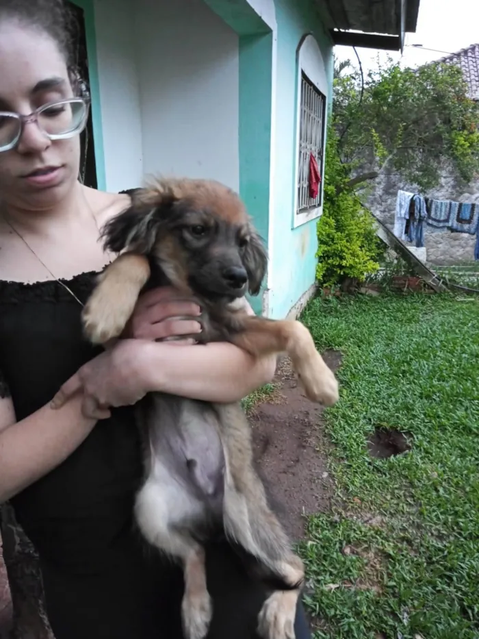 Cachorro ra a SRD-ViraLata idade 2 a 6 meses nome 5 irmaos ABANDONADOS