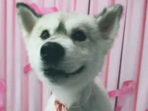 Cachorro raça Husky Siberiano idade 2 anos nome Sofia