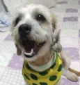 Bob 