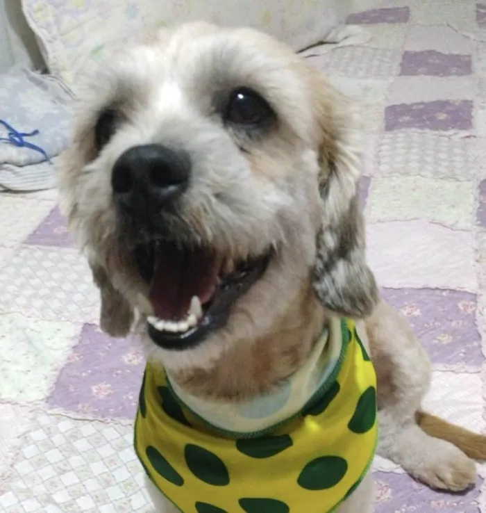 Cachorro ra a Mestico  idade 1 ano nome Bob 