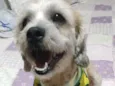 Bob 