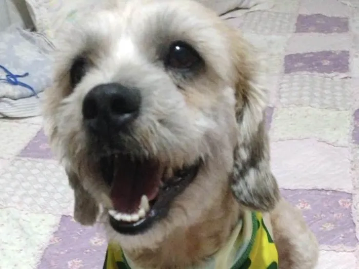 Cachorro ra a Mestico  idade 1 ano nome Bob 