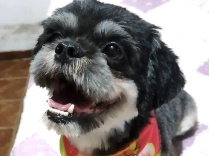Cachorro ra a Mestico  idade 1 ano nome Júnior 