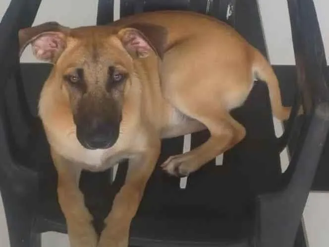 Cachorro ra a Indefinida idade 7 a 11 meses nome Chico