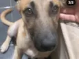 Chico