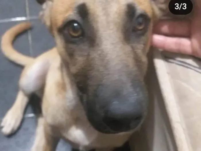 Cachorro ra a Indefinida idade 7 a 11 meses nome Chico