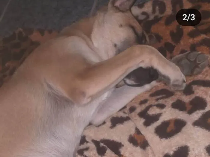 Cachorro ra a Indefinida idade 7 a 11 meses nome Chico