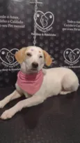 Branquinha