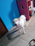 Branquinha