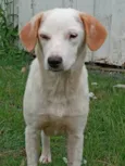 Branquinha