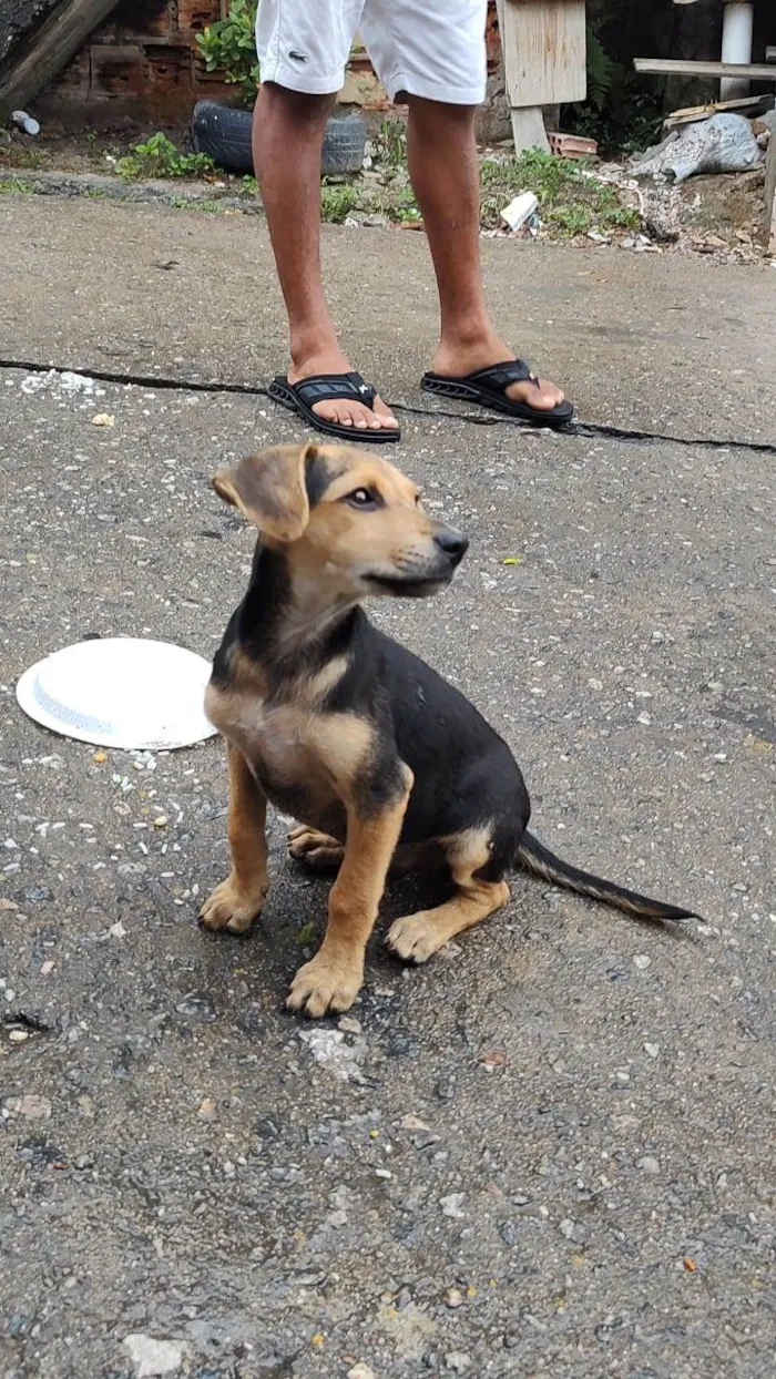 Cachorro ra a SRD-ViraLata idade 2 a 6 meses nome Bellucci 