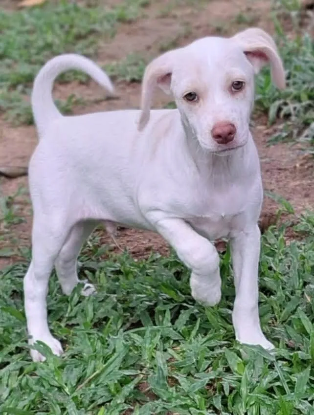 Cachorro ra a SRD-ViraLata idade 2 a 6 meses nome Marley e Tapioca