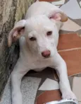 Marley e Tapioca
