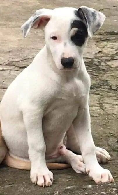 Cachorro ra a SRD-ViraLata idade 2 a 6 meses nome Bono
