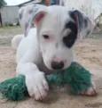 Bono