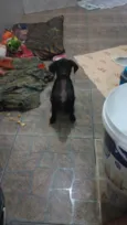 Dino e Dengo
