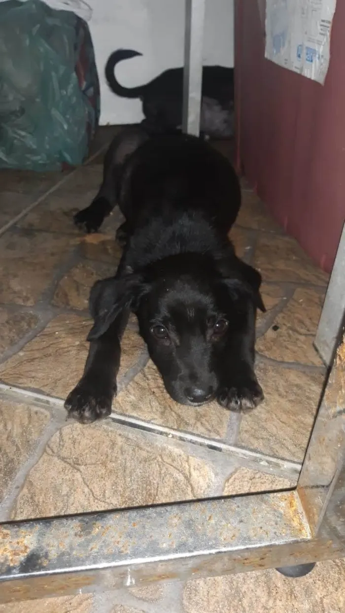Cachorro ra a SRD-ViraLata idade 2 a 6 meses nome Dino e Dengo