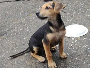 Cachorro raça SRD-ViraLata idade 2 a 6 meses nome Bellucci 