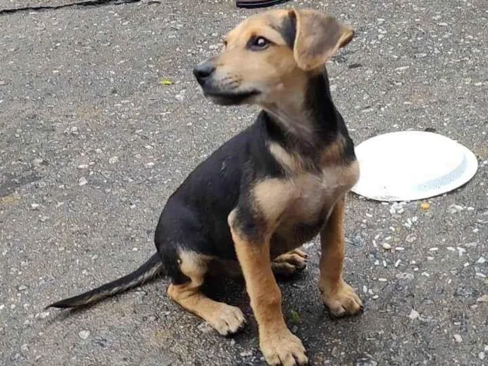 Cachorro ra a SRD-ViraLata idade 2 a 6 meses nome Bellucci 