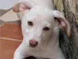 Marley e Tapioca