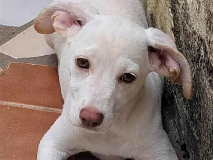 Cachorro ra a SRD-ViraLata idade 2 a 6 meses nome Marley e Tapioca