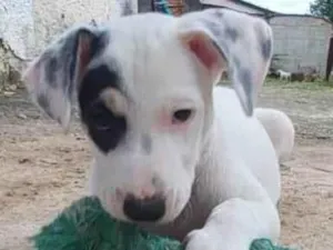 Cachorro raça SRD-ViraLata idade 2 a 6 meses nome Bono