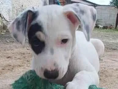 Cachorro ra a SRD-ViraLata idade 2 a 6 meses nome Bono