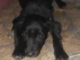 Dino e Dengo