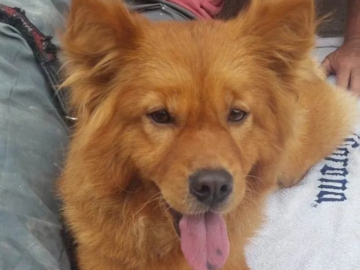 Cachorro ra a Chow Chow idade 7 a 11 meses nome Bella