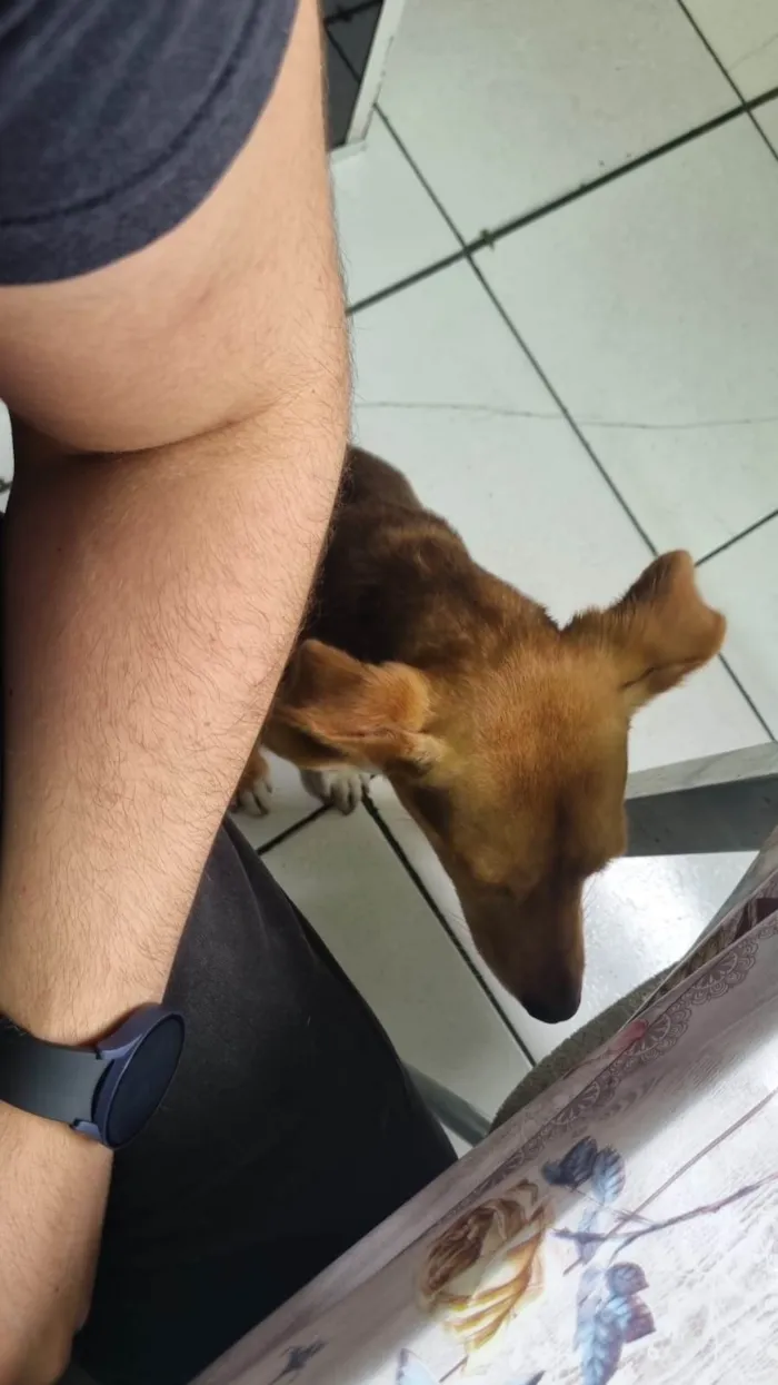 Cachorro ra a SRD idade 7 a 11 meses nome Chico