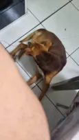 Chico