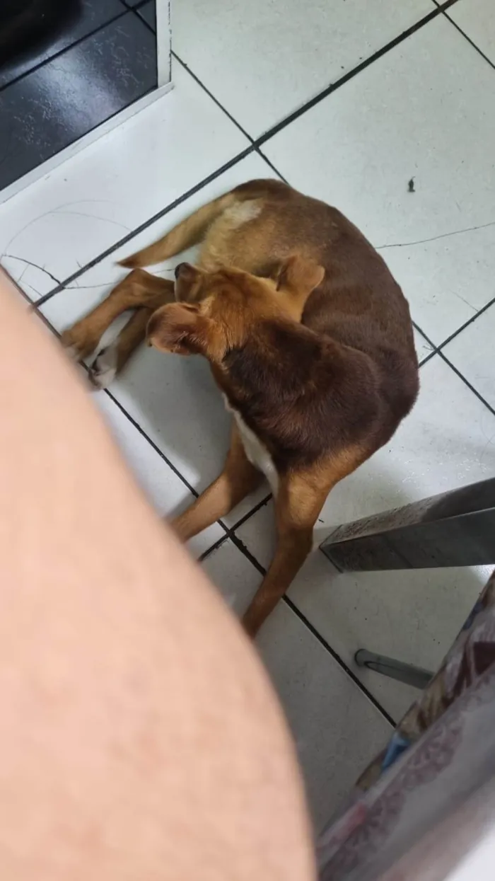 Cachorro ra a SRD idade 7 a 11 meses nome Chico