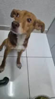 Chico