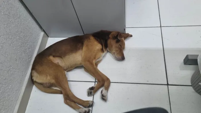 Cachorro ra a SRD idade 7 a 11 meses nome Chico