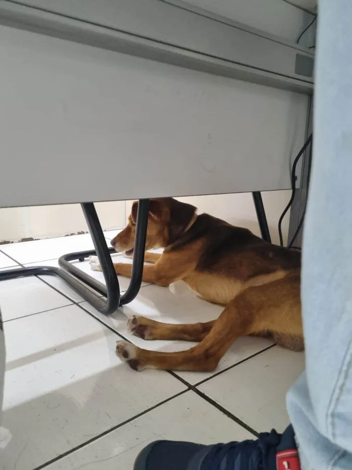 Cachorro ra a SRD idade 7 a 11 meses nome Chico