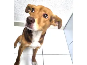 Cachorro raça SRD idade 7 a 11 meses nome Chico