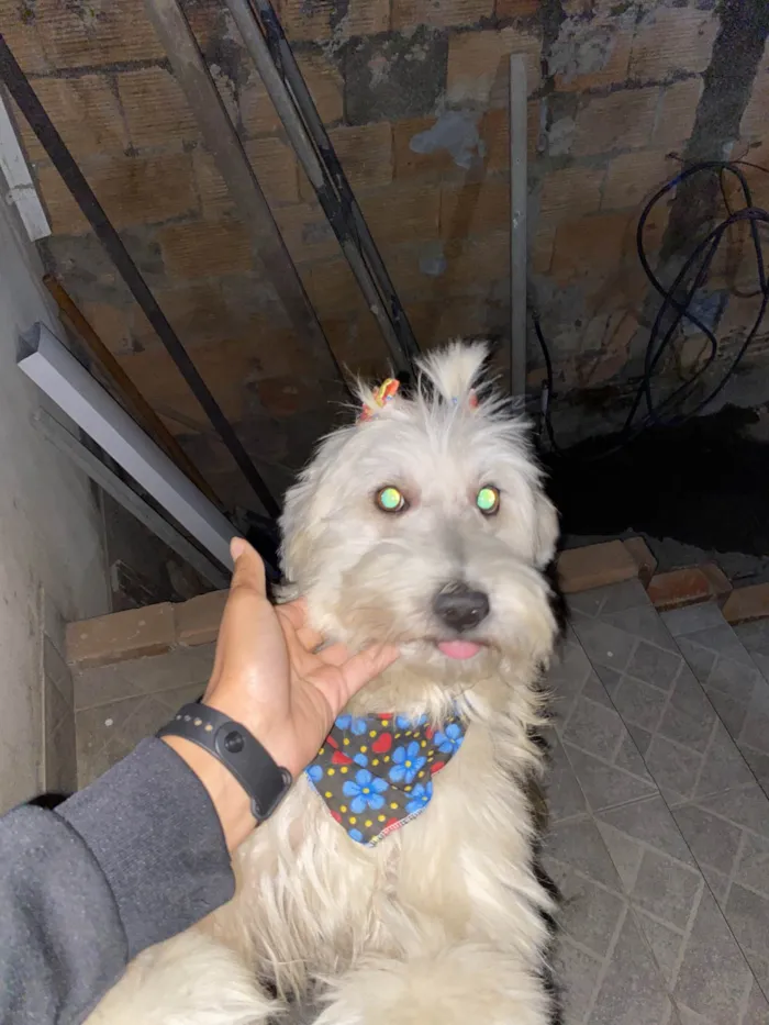 Cachorro ra a Poodle idade 3 anos nome Luna