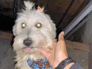 Cachorro raça Poodle idade 3 anos nome Luna
