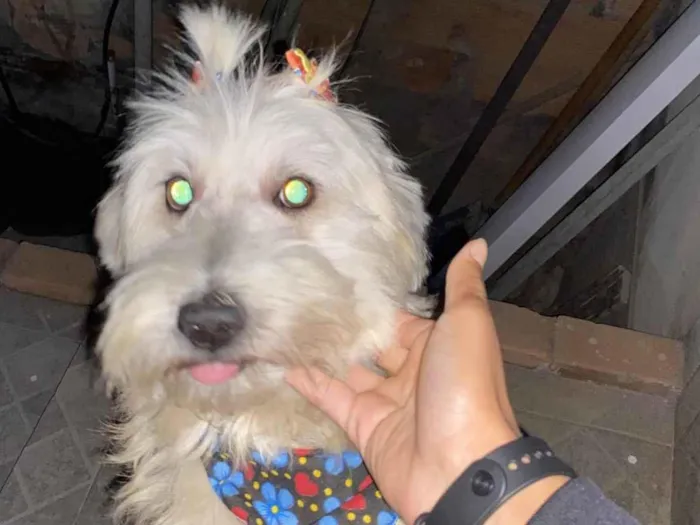 Cachorro ra a Poodle idade 3 anos nome Luna